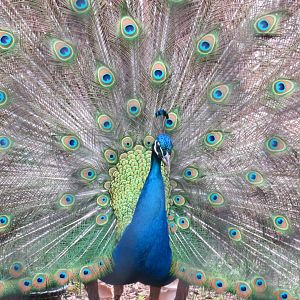 Indian peafowl