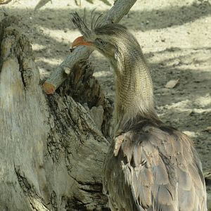 Red-legged seriema