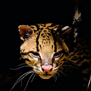 Ocelot