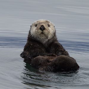 Northern Sea Otter/ Enhydra lutris kenyoni