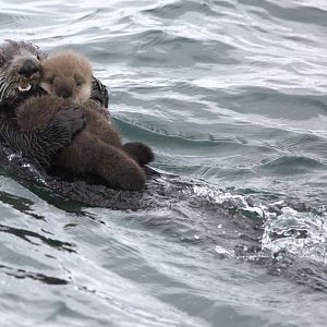 Northern Sea Otter/ Enhydra lutris kenyoni