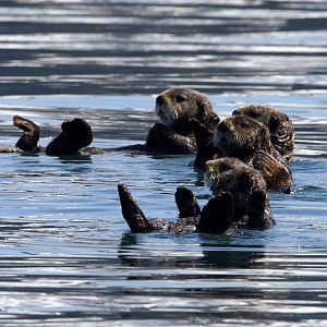 Northern Sea Otter/ Enhydra lutris kenyoni
