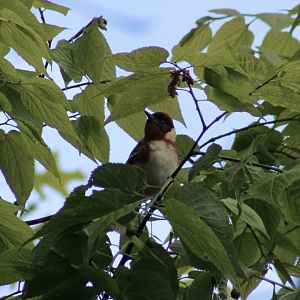 Bay-Breasted Warbler (Setophaga castanea) in Central Park