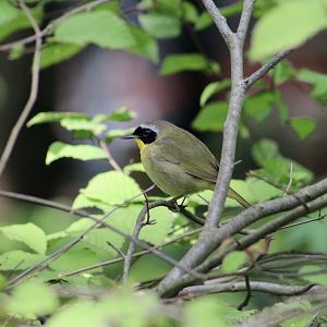 Common Yellowthroat (Geothlypis trichas trichas) in Central Park