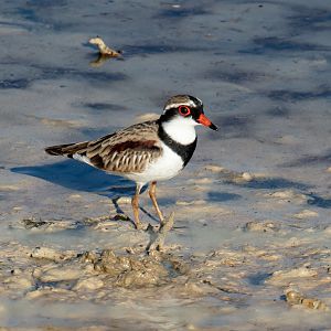 Black-fronted Dotterel