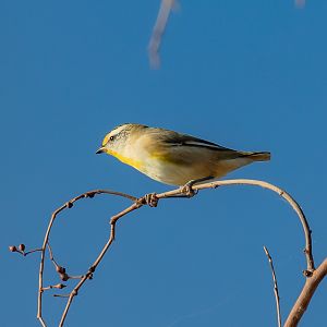 Striated Pardalote
