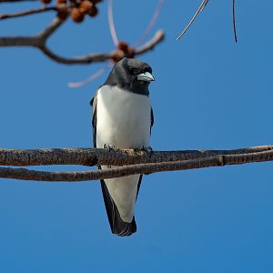White-breasted Woodswallow