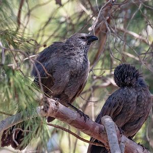 Apostlebirds