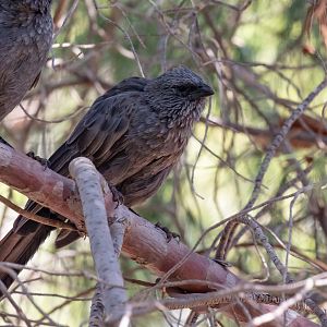 Apostlebird