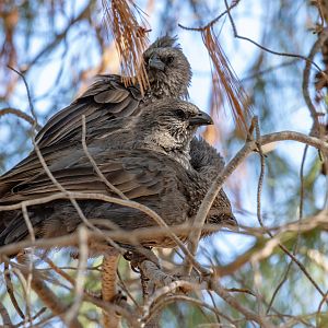 Apostlebirds