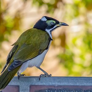 Blue-faced Honeyeater