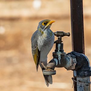 Yellow-throated Miner