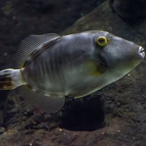 Cantherhines dumerilii? - Zoo Lodz