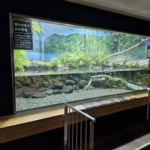 Little grebe enclosure
