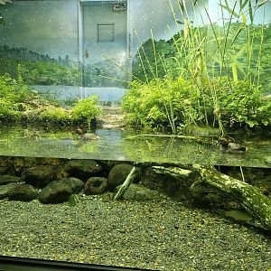 Little grebe enclosure