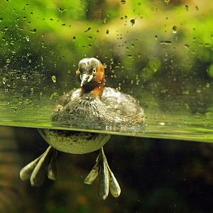 Little grebe