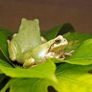 Dryophytes japonicus