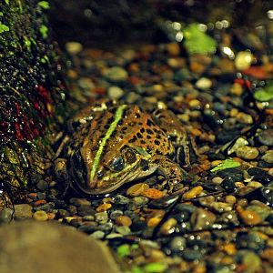 Pelophylax porosus