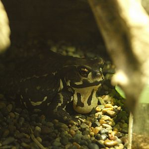 Bufo japonicus formosus