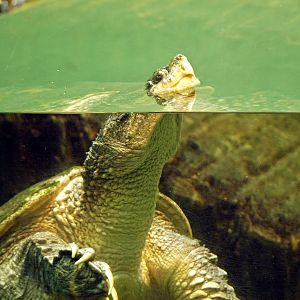 Common snapping turtle