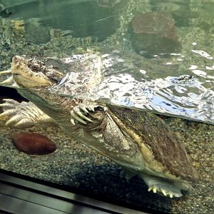 Common snapping turtle