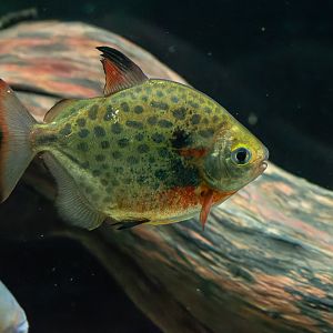 Metynnis maculatus?  - Zoo Lodz