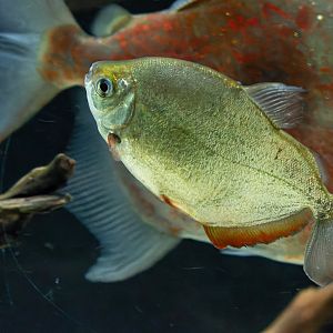 Metynnis maculatus? - Zoo Lodz?