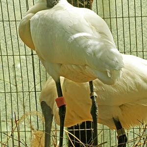 Nesting black-faced spoonbill