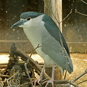 Black-crowned night heron