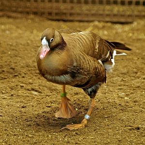 Lesser white-fronted goose