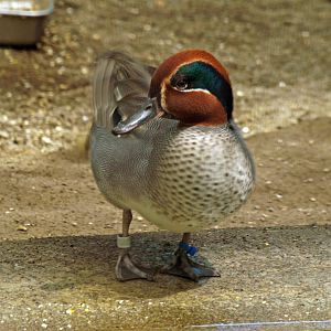 Green-winged teal