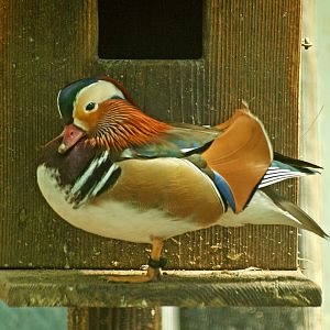 Mandarin drake