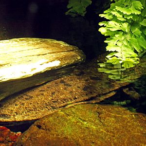 Japanese giant salamander