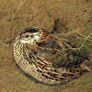 Japanese quail