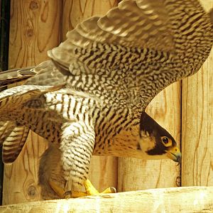 Peregrine falcon