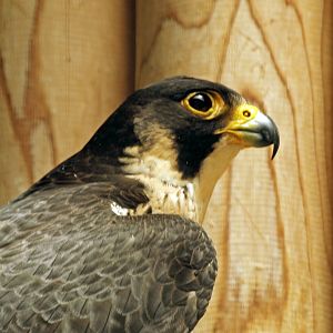 Peregrine falcon