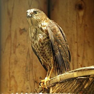 Japanese sparrowhawk