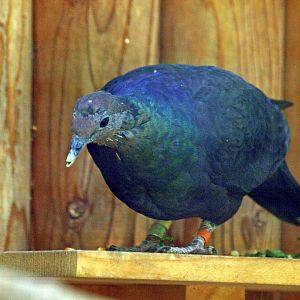 Japanese wood pigeon