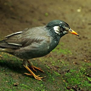 White-cheeked starling