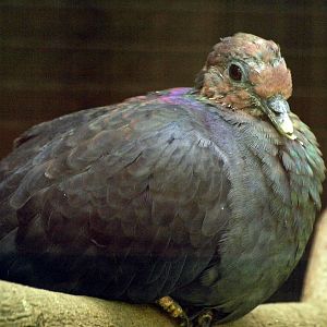 Japanese wood pigeon