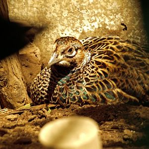 Northern green pheasant