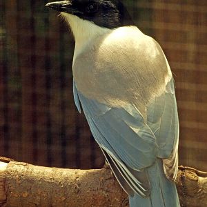 Azure-winged magpie