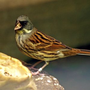 Black-faced bunting