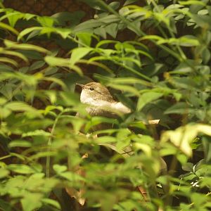 Japanese bush warbler
