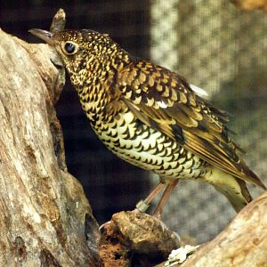 Eastern white's thrush