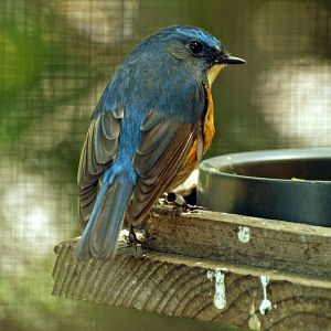 Red-flanked Bluetail