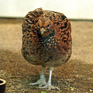 Ijima's Copper pheasant