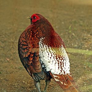 Ijima's Copper pheasant
