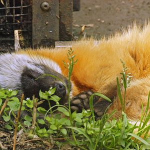 Japanese marten