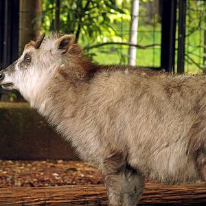 Japanese serow
